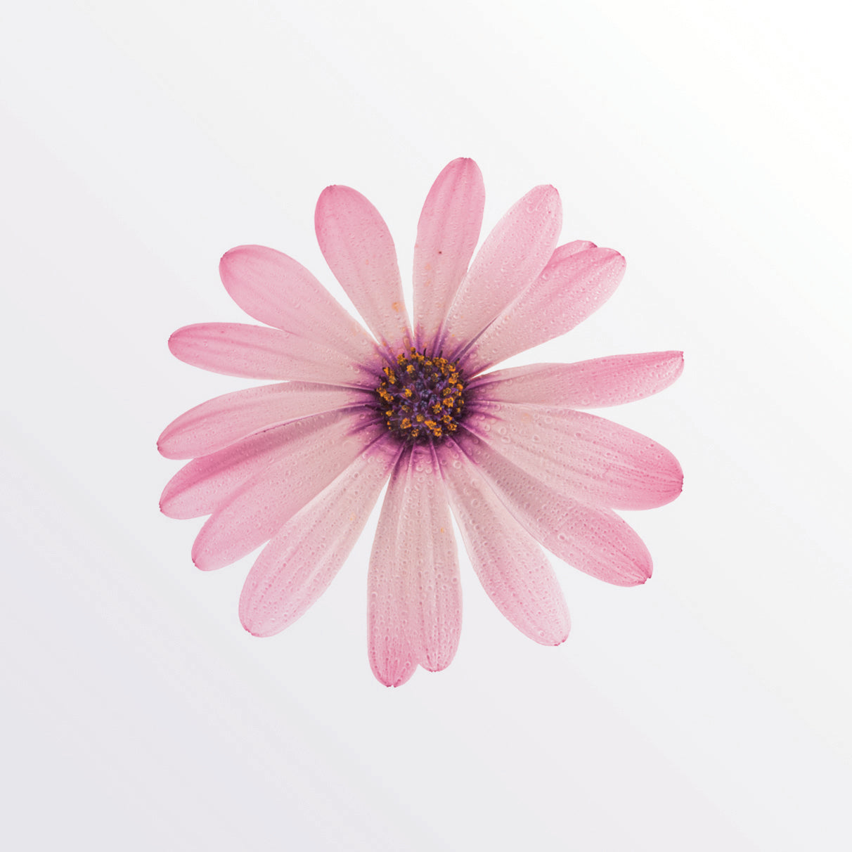 "Circle of Love" Framed Decorative Print of Zen Art with Haiku and Flowers by Kisu no Enso